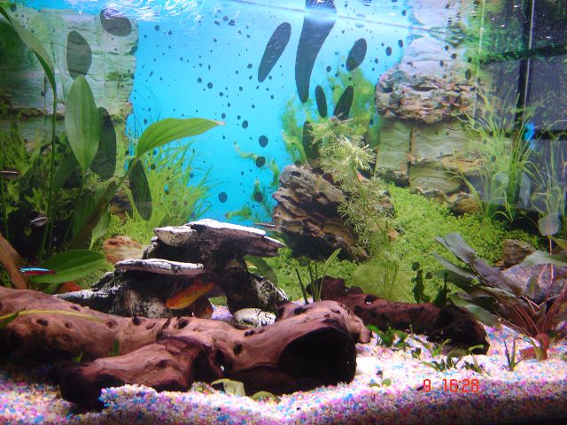 Moj akvarij - sladkovodni - foto