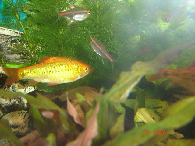 Moj akvarij - sladkovodni - foto