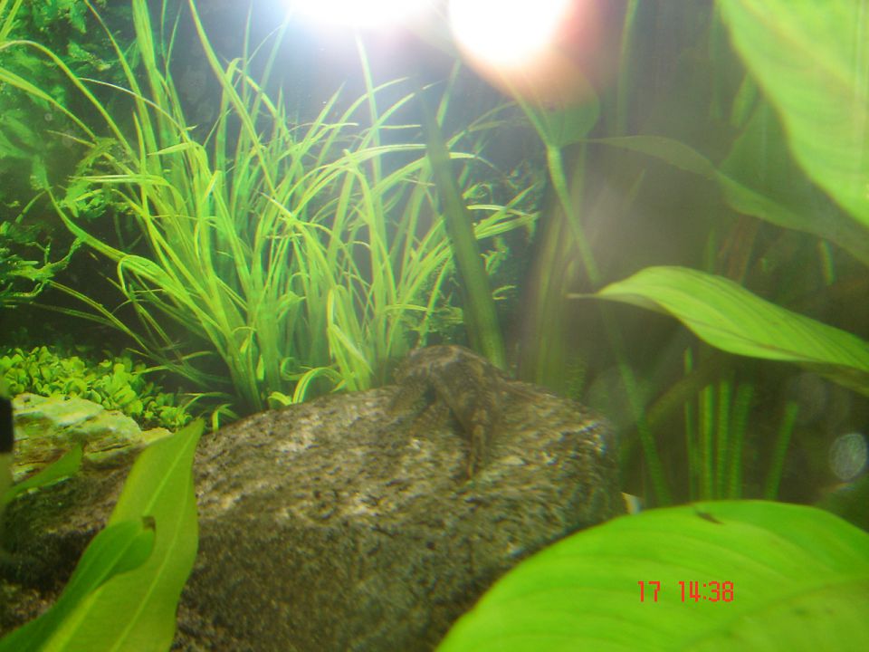 Moj akvarij - sladkovodni - foto povečava