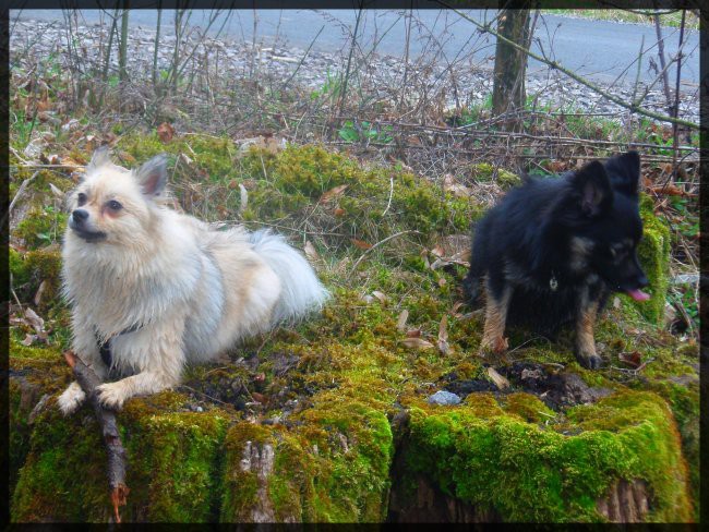 Prestranek 15.3.2008 - foto povečava