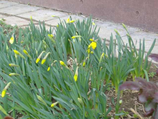 Narcise že cvetijo.