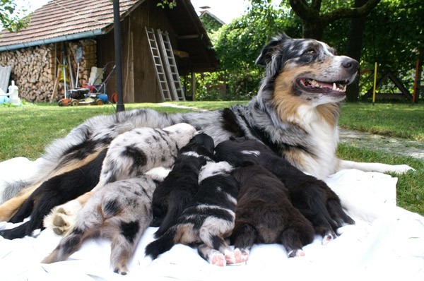 Blumini mladicki 3 teden - foto povečava