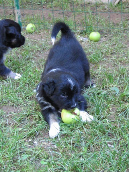 Blumini mladicki 4 teden - foto povečava