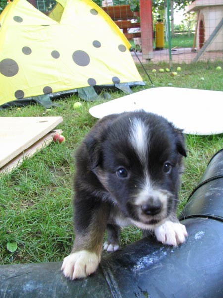 Blumini mladicki 4 teden - foto povečava