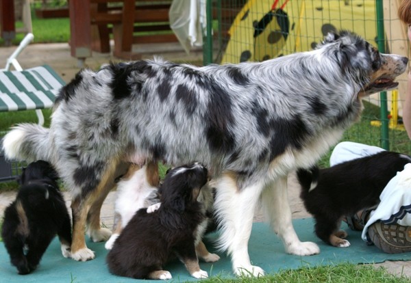 Blumini mladicki 5 teden - foto povečava