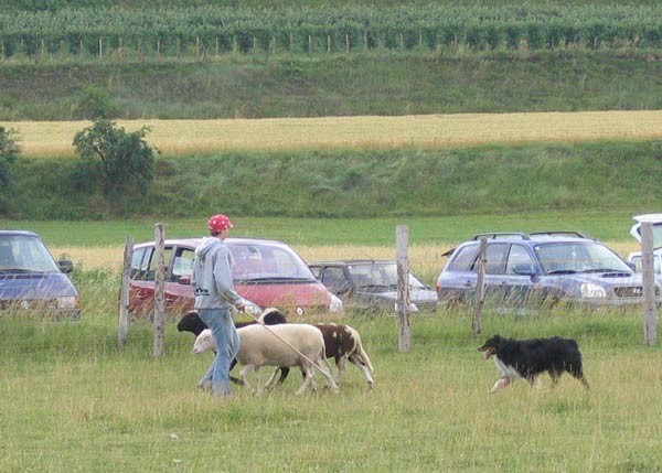 WEWASC trial - foto povečava