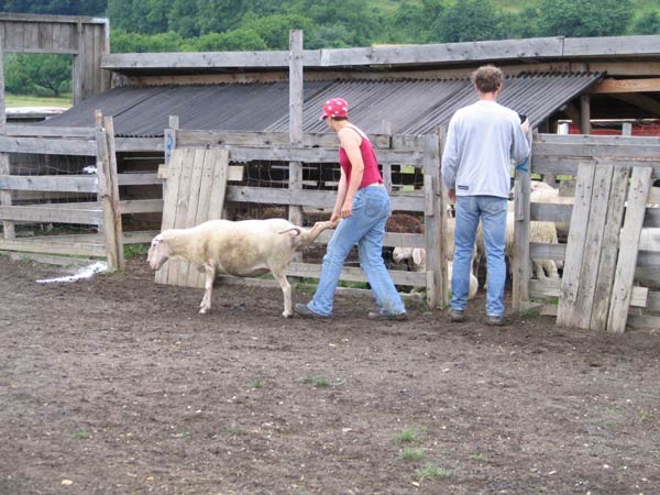 Pred preiskusom je bilo potrebno presortirati ovce v skupine po tri.