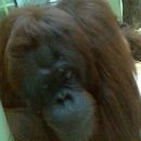 Orangutan
