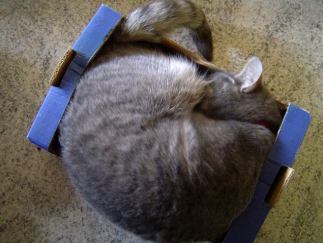 ...manj je prostora, raje se zgužva...tkole zgleda naša 3kg mačka u tamali gajbici...hahah
