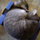 ...manj je prostora, raje se zgužva...tkole zgleda naša 3kg mačka u tamali gajbici...hahah