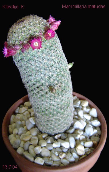Moji kaktusi, orhideje in ostale rastline - foto