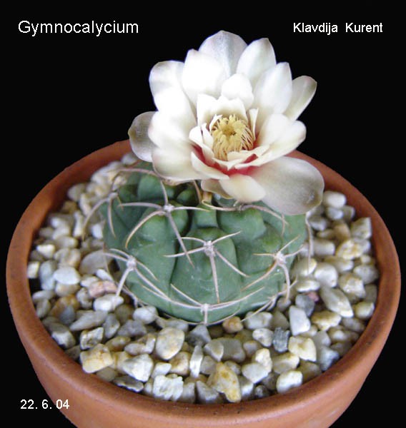 Moji kaktusi, orhideje in ostale rastline - foto povečava