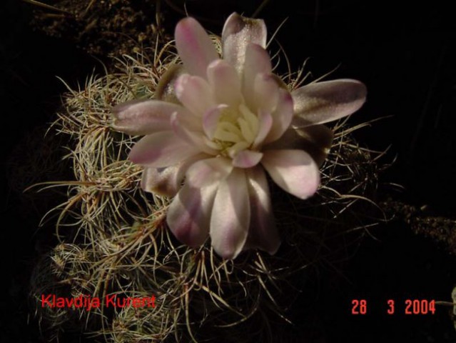 Moji kaktusi, orhideje in ostale rastline - foto