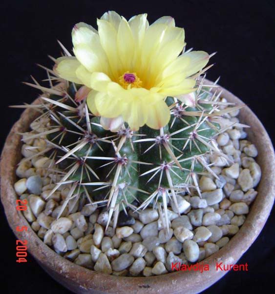 Moji kaktusi, orhideje in ostale rastline - foto povečava