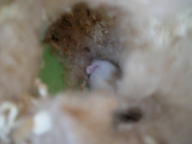 Hrčki-roborovski mladiči, 14dni - foto povečava