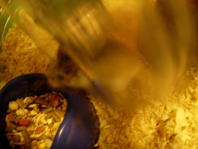 Hrčki-roborovski mladiči, 14dni - foto povečava
