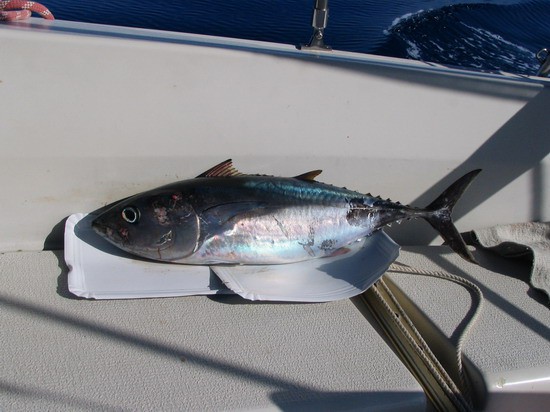 3 kg težka tuna je povzročila hitrejše bitje srca