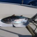 3 kg težka tuna je povzročila hitrejše bitje srca