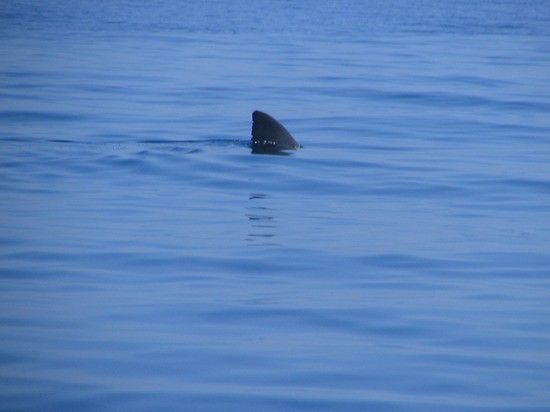  5 Nm od Vieste me je pozdravil cca 4 m velik morski pes. Uspel sem fotografirati samo pla
