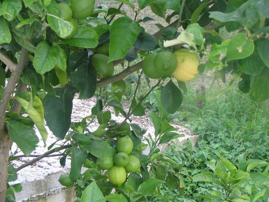 V vasici Sagiadha 500 m od Albanske meje je veliko limon. Pobiraš jih lahko tudi po cesti