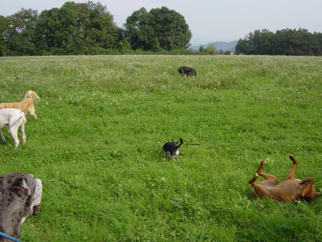 Zajčja Dobrava 8.10.2005 - foto povečava