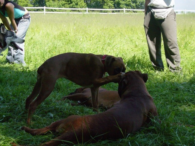 Zajčja Dobrava 21.5.2005 - foto povečava