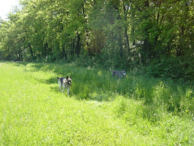 Zajčja Dobrava 21.5.2005 - foto