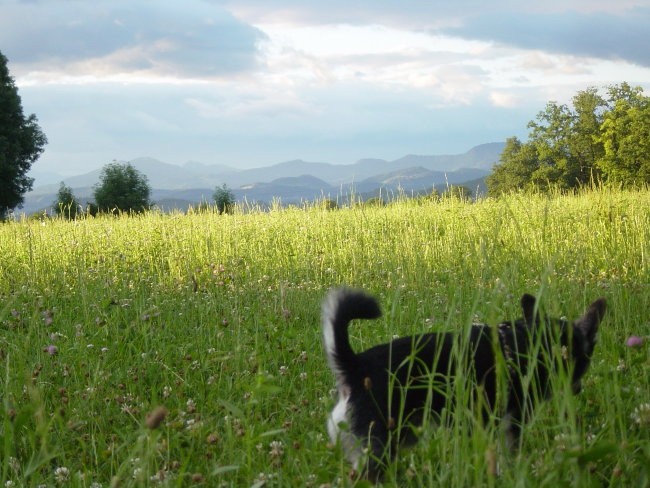Zajčja Dobrava 2.7.2005 - foto povečava