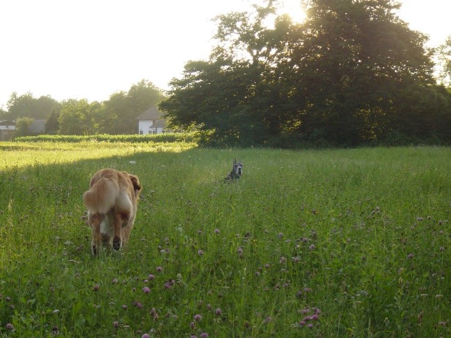 Zajčja Dobrava 2.7.2005 - foto povečava