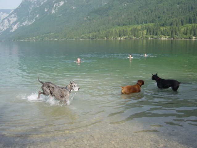 Bohinj- julij 2005 - foto