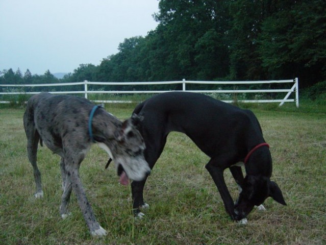 Zajčja Dobrava 30.7.2005 - foto