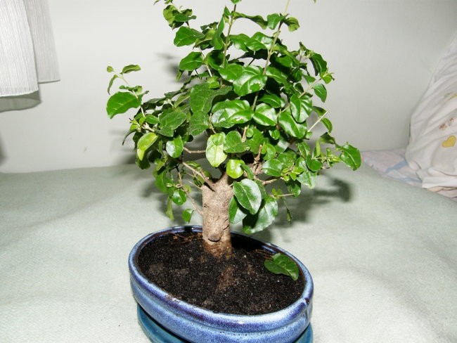 Bonsai - foto povečava