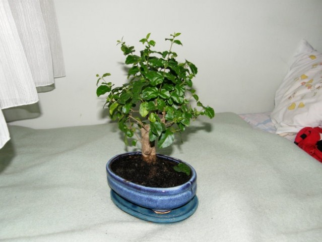 Bonsai - foto