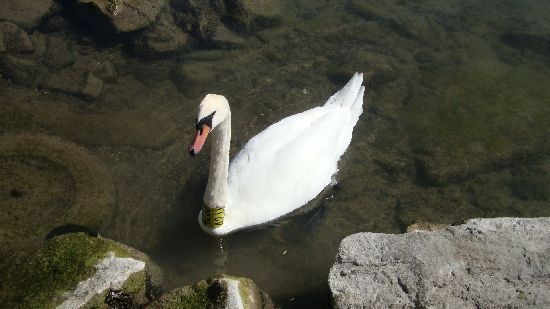 Balaton 2011 - foto