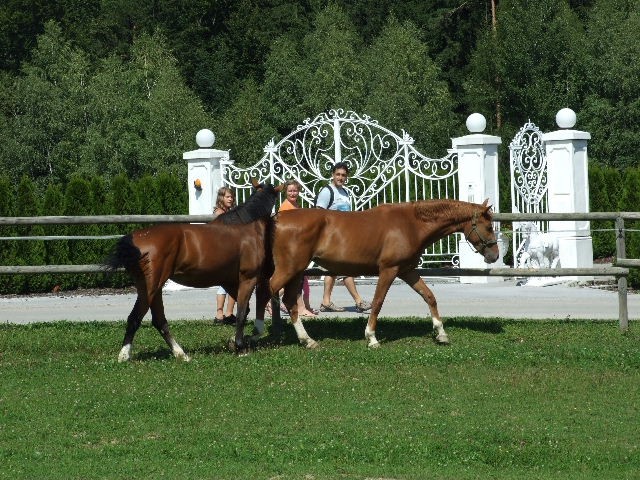 Konjički - foto povečava