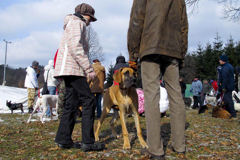 Tečajniki pomlad 2010 - foto povečava