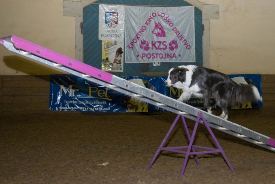 Božična agility tekma 18.12.2010 - foto povečava