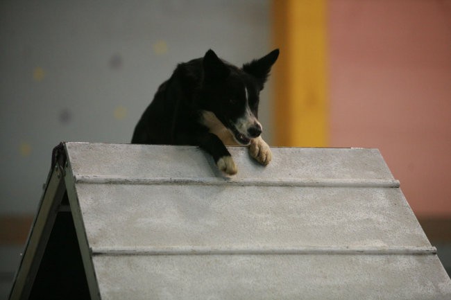 Božična tekma - agility 2006-Postojna - foto povečava