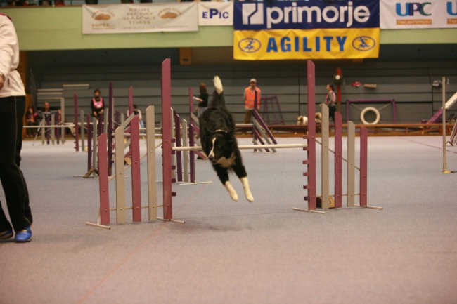 Božična tekma - agility 2006-Postojna - foto povečava