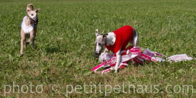 1. National Coursing Slovenia - foto