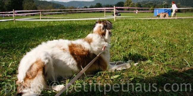 1. National Coursing Slovenia - foto povečava