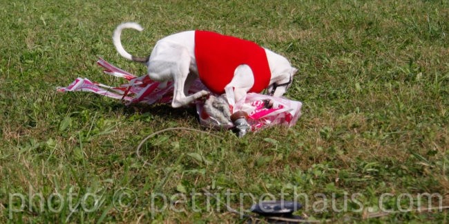 1. National Coursing Slovenia - foto povečava