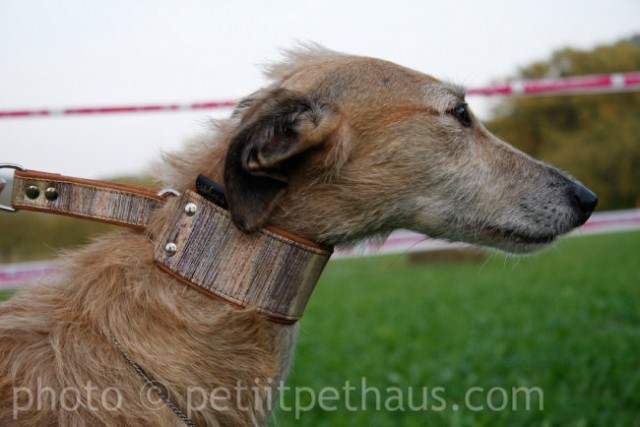 1. National Coursing Slovenia - foto