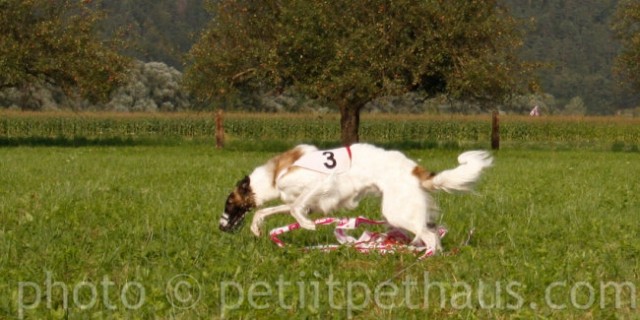 1. National Coursing Slovenia - foto