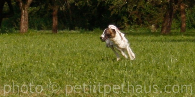 1. National Coursing Slovenia - foto povečava