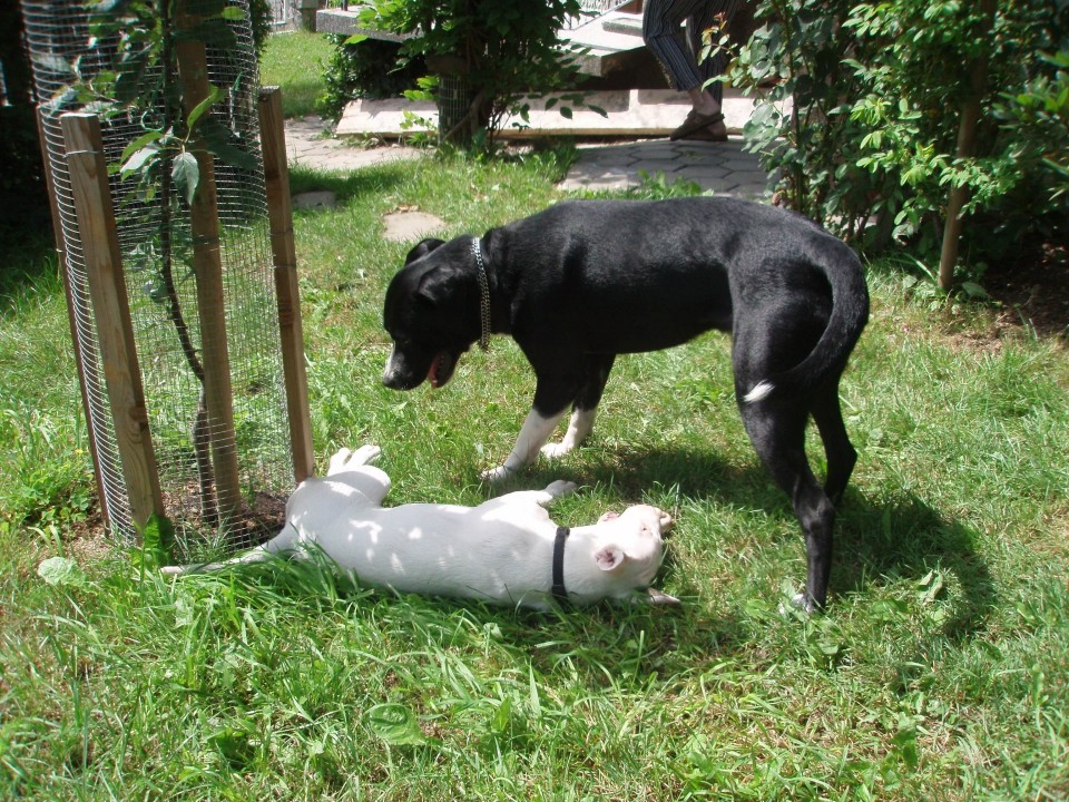 Moj prijatelj toby - foto povečava