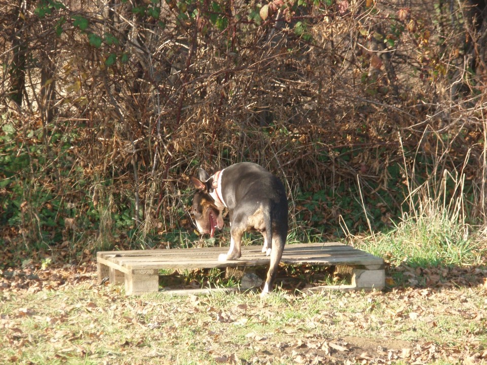 Biba, chilly in bully - foto povečava