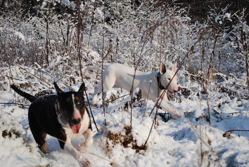 Biba, chilly in sneg - foto povečava