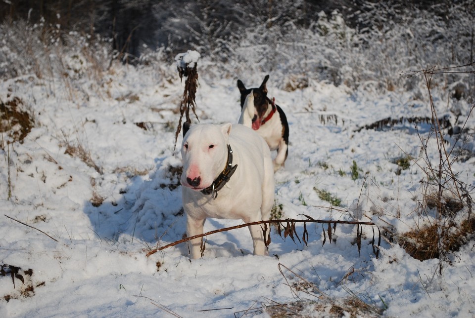 Biba, chilly in sneg - foto povečava