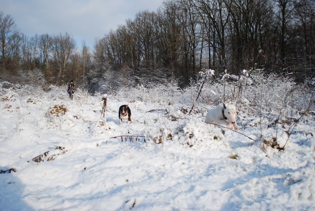 Biba, chilly in sneg - foto